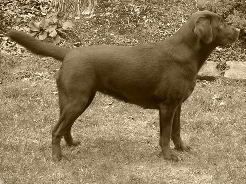 Labrador-Retriever vom Oderhang - Claudia Baum - Bad Lauterberg