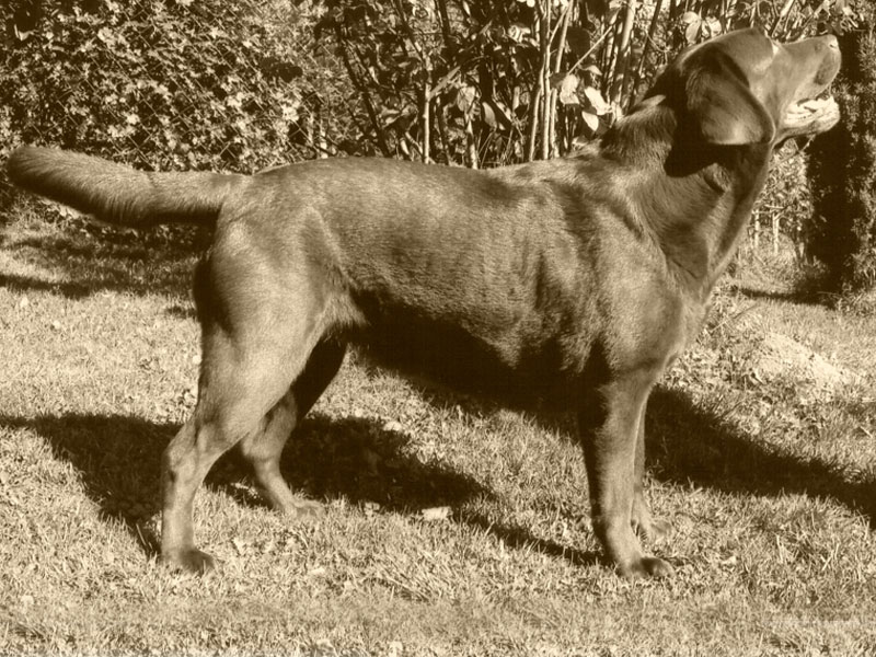 Labrador-Retriever vom Oderhang - Claudia Baum - Bad Lauterberg