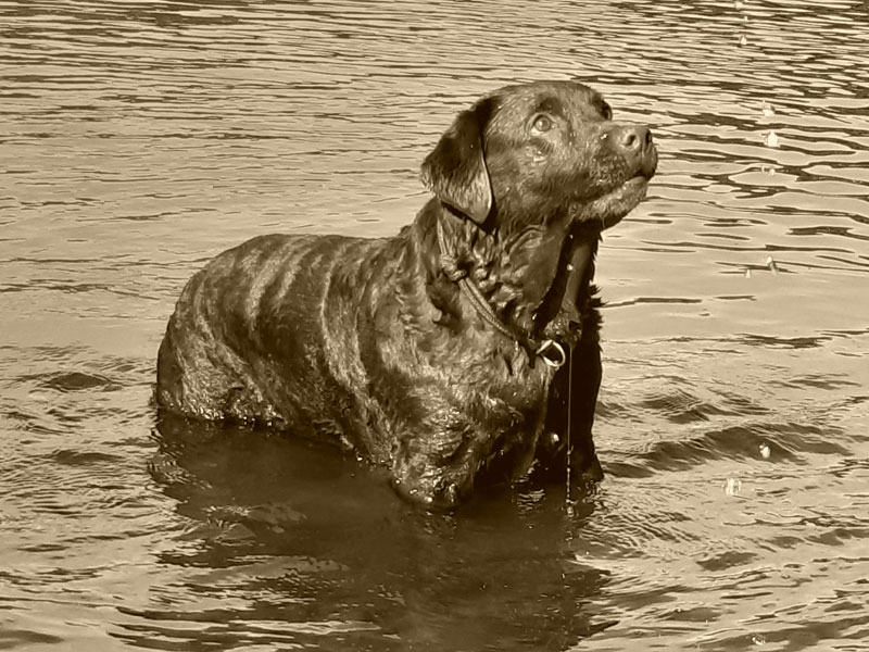 Labrador-Retriever vom Oderhang - Claudia Baum - Bad Lauterberg