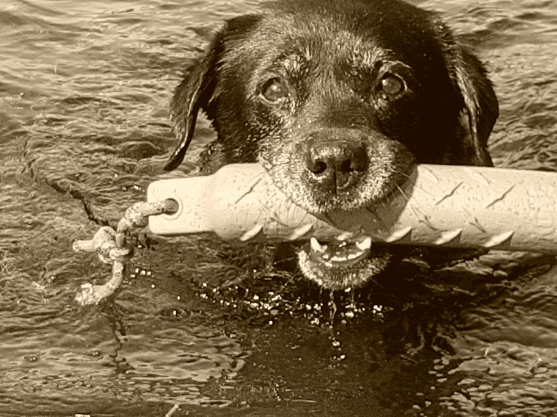 Labrador-Retriever vom Oderhang - Claudia Baum - Bad Lauterberg