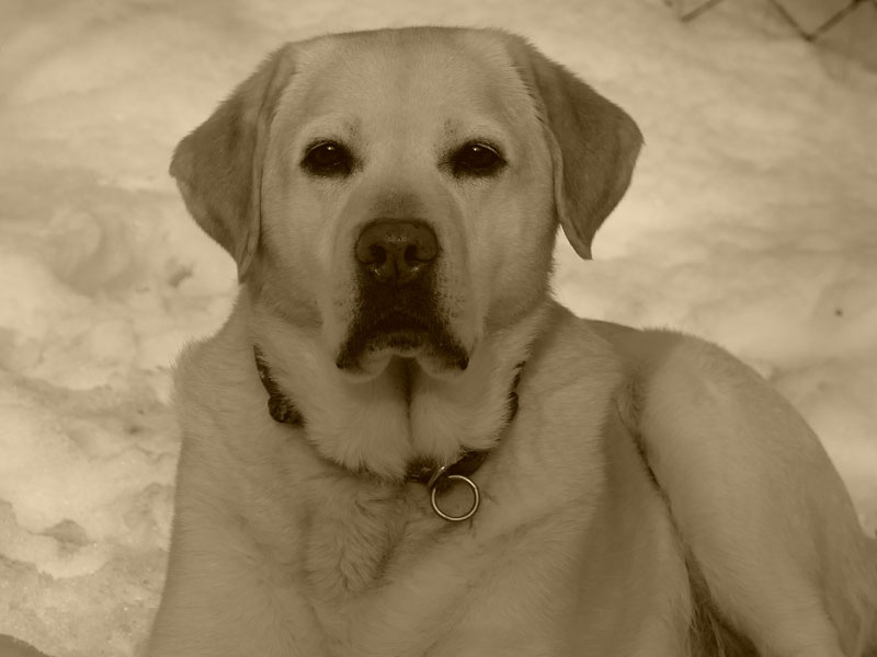 Labrador-Retriever vom Oderhang - Claudia Baum - Bad Lauterberg