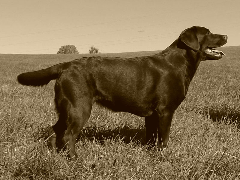Labrador-Retriever vom Oderhang - Claudia Baum - Bad Lauterberg