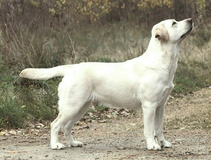Labrador-Retriever vom Oderhang - Claudia Baum - Bad Lauterberg