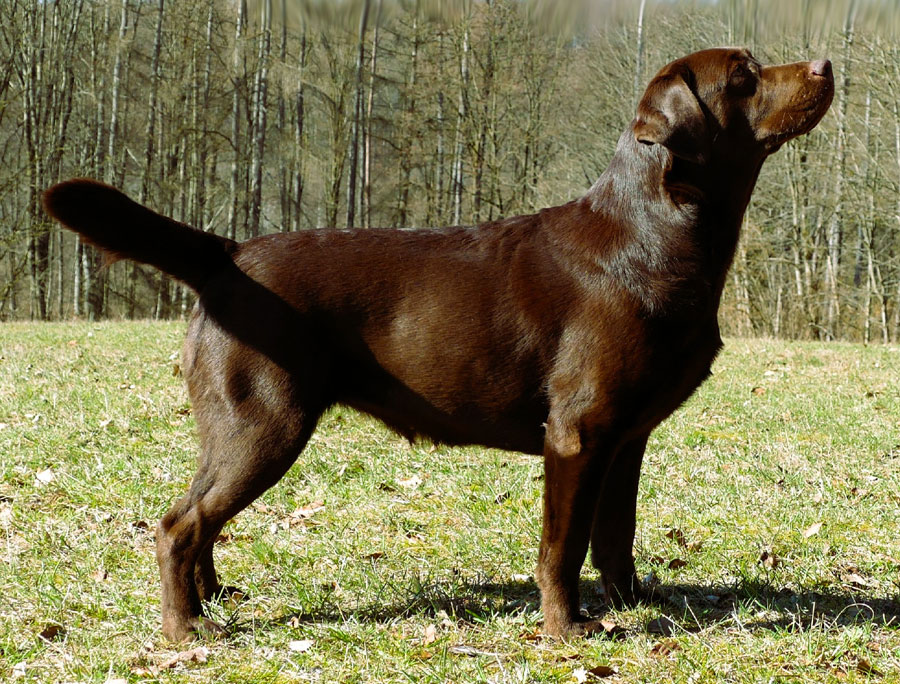 Labrador-Retriever vom Oderhang - Claudia Baum - Bad Lauterberg