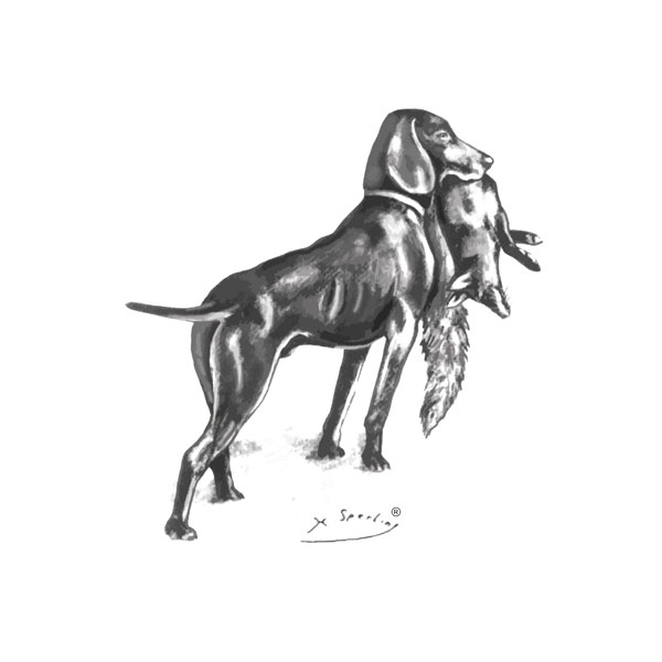 Baum - Labrador-Retriever vom Oderhang - VDH