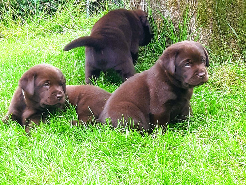Labrador-Retriever vom Oderhang - Claudia Baum - Bad Lauterberg