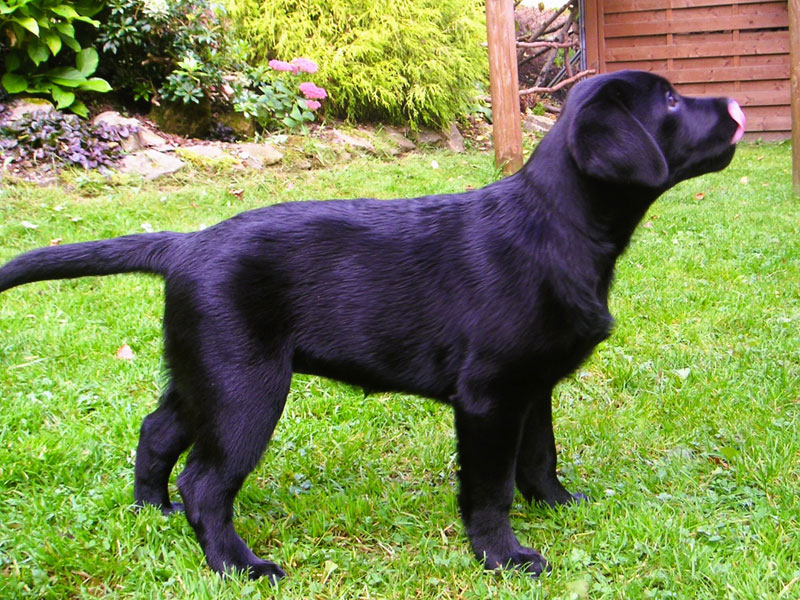 Labrador-Retriever vom Oderhang - Claudia Baum - Bad Lauterberg