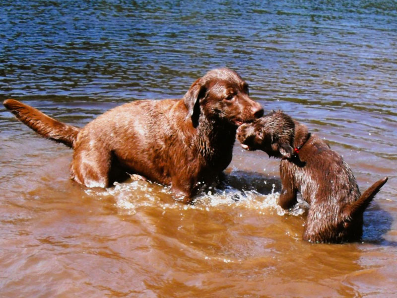 Labrador-Retriever vom Oderhang - Claudia Baum - Bad Lauterberg