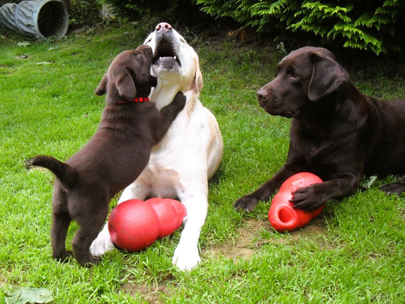 Labrador-Retriever vom Oderhang - Claudia Baum - Bad Lauterberg
