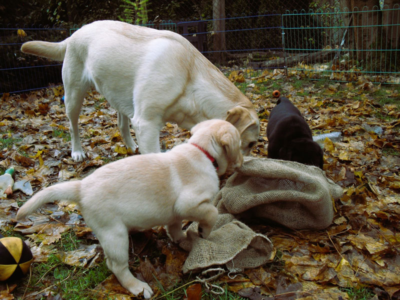 Labrador-Retriever vom Oderhang - Claudia Baum - Bad Lauterberg