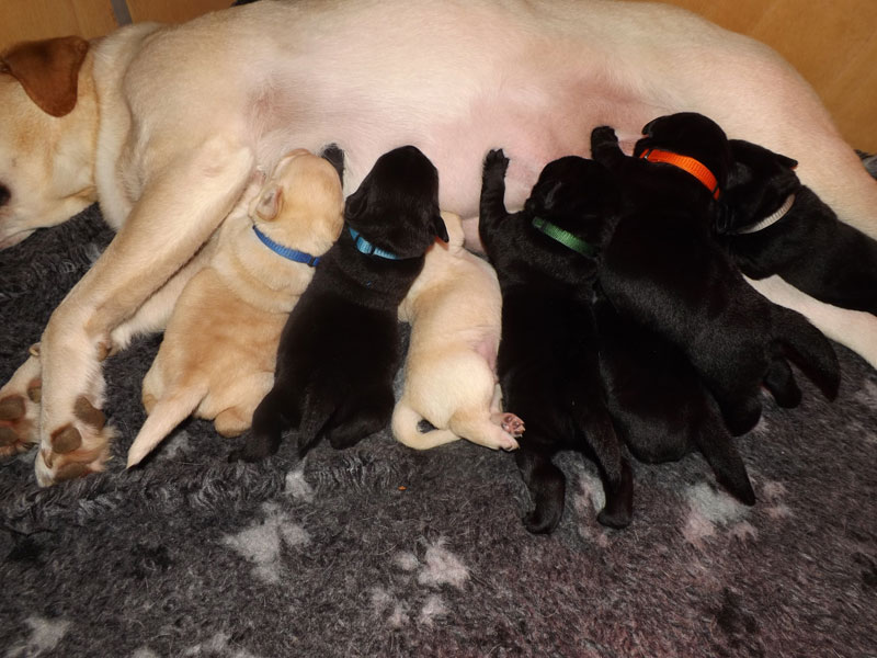 Labrador-Retriever vom Oderhang - Claudia Baum - Bad Lauterberg