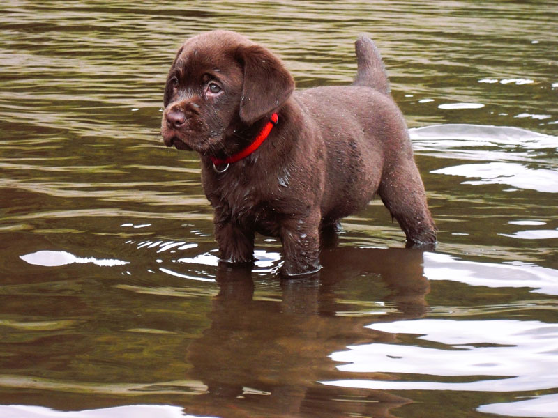 Labrador-Retriever vom Oderhang - Claudia Baum - Bad Lauterberg