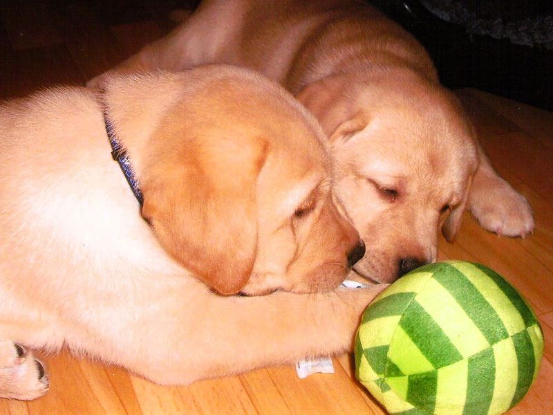 Labrador-Retriever vom Oderhang - Claudia Baum - Bad Lauterberg