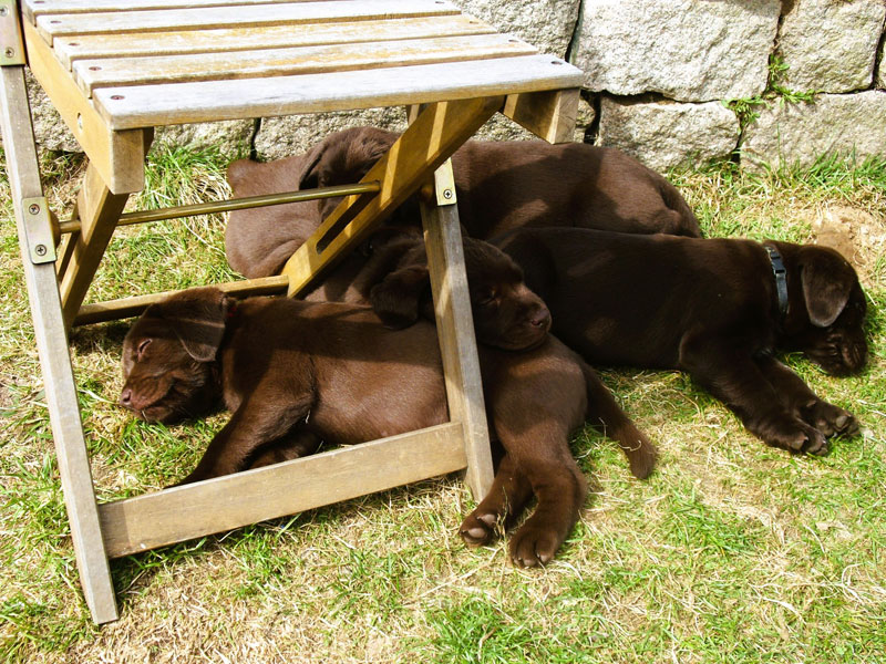 Labrador-Retriever vom Oderhang - Claudia Baum - Bad Lauterberg