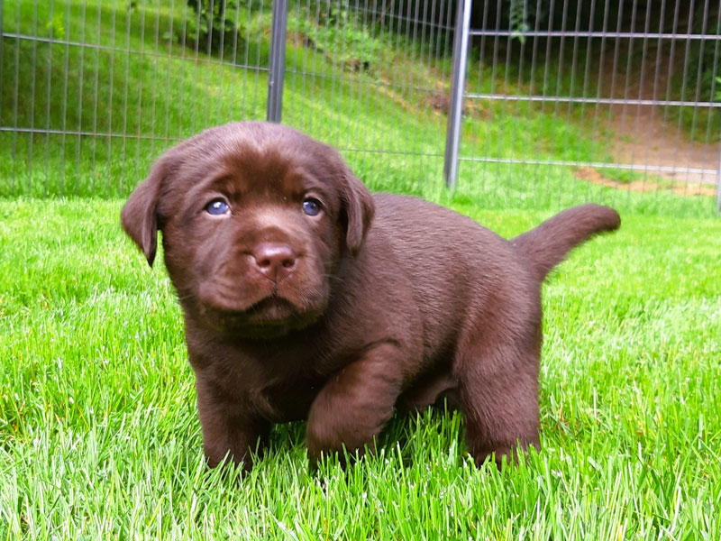 Labrador-Retriever vom Oderhang - Claudia Baum - Bad Lauterberg