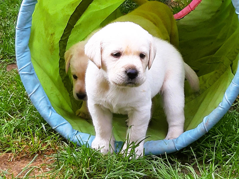 Labrador-Retriever vom Oderhang - Claudia Baum - Bad Lauterberg